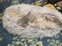 派乐特猫窝冬天保暖贝壳窝猫咪封闭式安全感屋毛绒狗窝宠物垫子猫床M 实拍图