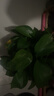 双盟绿萝盆栽除甲醛花卉绿植办公室新房净化空气180加仑4盆装源头直发 实拍图