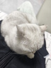 宠物配方羊奶粉   猫粮狗粮营养狗狗猫咪专用 全期通用 15g*1袋（无盒） 实拍图