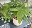 花翁奇趣发财树苔藓球水培植物办公室内桌面好养耐活造型绿植源头直发 实拍图