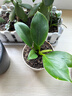大叶金钻绿公主四季常青吸甲醛室内绿植可水培净化空气易活好养 大叶金钻/铂金钻盆栽随机发 1盆（约15厘米左右） 实拍图