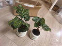 孔雀竹芋盆栽绿植室内观叶四季常青净化空气办公室懒人小盆栽植物 孔雀竹芋+米其林圈圈树脂盆 含盆 实拍图