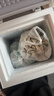 志高（CHIGO）小冰柜家用冷冻小型一级节能省电迷你卧式冷藏保鲜储母乳冷柜 【一级能效 万人推荐】 58L 单温单门 实拍图