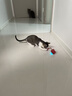 HELLOJOY猫咪玩具自嗨解闷神器智能电动逗猫球自动逗猫棒幼猫遛猫消耗体力 实拍图