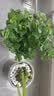 泰西丝仙人球多肉植物盆栽绿植花卉摆件组合四季好养肉肉盆景源头直发 实拍图