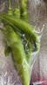 尖椒约300g 实拍图