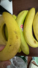 佳农 进口香蕉净重4斤（约10-12根）单根蕉 独立装 生鲜水果 新鲜包邮 实拍图