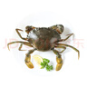鲜活青蟹(肉蟹)150-200g/只 实拍图