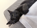 尾巴生活彩虹泥主食猫条12g*36成猫幼猫全价营养猫条零食罐头 实拍图