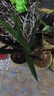 特级浓香型企黑兰花国兰客厅四季好养盆栽绿植物国花高端送礼物 高度40cm冠幅15cm特级精品兰花 6-8苗基地原盆发货 实拍图