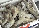 鲜京采野生海捕对虾 净重3斤/盒 30-45只/盒 实拍图