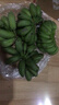 广西网红小米蕉青香蕉发货密封放熟吃新鲜水果皮薄肉厚 净重5斤青蕉发货 实拍图