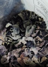 燕之坊东北长白山黑木耳500g特产肉厚无根无杂高泡发干货炒菜凉拌 实拍图