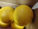 京觅 福建爆汁黄金葡萄柚 新鲜水果单果300g起 8.5斤装 源头直发包邮 实拍图
