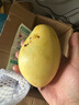 甜萌果蔬芒果金煌芒水仙芒果青皮大芒果甜心芒新鲜水果次日孕妇达送礼 主推爆款｜单果300g+【老树果】* 5斤装【80%选择|超值推荐】净4.5斤 实拍图