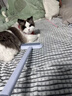 宠物粘毛猫毛清理器静电除毛吸毛双向刷毛器狗梳子粘毛神器刮毛刷 【强劲除毛】三合一多功能款 实拍图