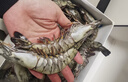 鲜京采 特大号福建活冻黑虎虾 净重3斤 30-45只/盒  年货送礼 油焖大虾 实拍图