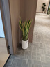 叹为观止大型盆栽金钱榕百合竹金钱树发财树清香木办公室内落地款中型植物 虎皮兰【1.1-1.3米】 不含盆 实拍图