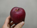 京鲜生 天水花牛苹果 净重4.5斤 单果170g+ 生鲜水果源头直发 实拍图