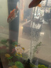 森森增氧泵家用充氧泵鱼缸增氧机超静音小型打氧机养鱼鱼缸氧气泵220V 【二代更静音】4W双孔气石套餐 实拍图