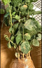 茉莉花苗盆栽带花苞九里香老桩驱蚊花卉植物室内浓香四季开花好养 中份茉莉花【3-5颗】花苞一般 不含盆 实拍图