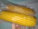 【东东农场专供】正宗头茬东北新鲜糯玉米软糯拉丝真空包装早餐 黄糯玉米2支*150g+ 实拍图