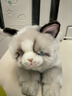 科迈特布偶猫毛绒玩具公仔猫咪玩偶娃娃摆件抱枕情人节生日礼物女生陪睡 实拍图