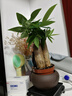 发财树盆栽大植物室内办公室桌面客厅小盆景招财树苗绿植花卉盆栽 三杆发财树 5-8cm【随机紫砂盆】 【送肥料】 实拍图