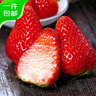 京觅 丹东草莓99红颜奶油水果礼盒生鲜 净重1斤装 单果20-30g源头直发 实拍图