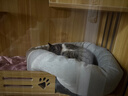 梵都宠舍猫窝四季保暖蛋挞猫垫子猫狗窝猫床宠物窝 实拍图