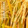 庄品健绘福香丝米5KG 长粒香丝苗米10斤 籼米猫牙米源头直发包邮 实拍图
