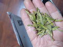陈一凡龙井茶绿茶 茶叶新茶明前春茶浓香型正宗杭州龙井袋装250g 实拍图