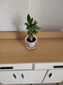 绿有意绿植盆栽多肉花卉盆栽植物室内桌面水培绿植办公室客厅植物懒人 办公优先】发财树+文竹 实拍图