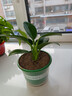 新大叶金钻绿公主盆栽植物除甲醛绿植办公室四季常青室内客厅摆放 【1盆】金钻+基地原盆 含盆高度15-20厘米 实拍图