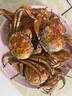 【活蟹】漁家师傅大闸蟹全母2-2.3两6只去绳足重鲜活螃蟹生鲜现货海鲜年货礼盒源头直发 实拍图