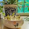 花翁漳州水仙花种球盆栽水养花卉绿植室内冬季水培植物带花苞源头直发 实拍图