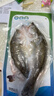 仙泉湖三去白蕉海鲈鱼1斤/条净膛冷冻刺少肉厚珠海特产500g生鲜年货食材 实拍图
