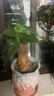 ⭐【包活】发财树盆栽鲜花绿植物办公室内吸甲醛绿萝文竹水培易养 【粗2-3cm】单杆发财树【原盆】 实拍图