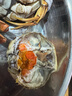 【活蟹】湖鲜阳澄大闸蟹公3.5-3.8两 母2.5-2.8两3对6只过年螃蟹海鲜礼盒送礼源头直发 实拍图