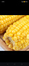 京鲜生 浦之灵冷冻黄糯糖心玉米棒1.98kg(6根)非转基因粘甜玉米年货节 实拍图