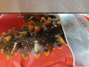 辽参大连冷冻海参2斤礼盒 26-30只 年货礼盒非即食辽刺参 固形物≥85% 实拍图