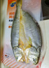 三都港 冷冻醇香黄鱼鲞1斤1条 三去黄花鱼 大黄鱼 生鲜鱼类 海鲜 年货 实拍图