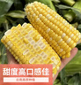 滇味十足（DIANWEISHIZU）水果玉米甜玉米云南金银双色新鲜甜嫩水果玉米棒鲜玉米茄果瓜 金银双色 【精选5斤】（净重 约5-9根） 实拍图
