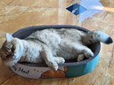 疯狂的主人猫抓板窝特大号猫玩具猫爪板猫抓盆不掉屑猫窝椭圆形瓦楞纸 实拍图