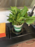 双盟绿萝盆栽除甲醛花卉绿植办公室新房净化空气180加仑2盆装源头直发 实拍图