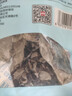 燕之坊 东北黑木耳小秋耳258g 长白山秋后木耳特产 炒菜火锅凉拌干货 实拍图