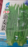 【京东物流】蔬菜种子四季播盆栽阳台庭院香菜生菜菠菜简单秋易种 油麦菜种子1包约1000粒 实拍图