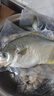 翔泰海南二去金鲳鱼700g/2条去鳃去内脏年货节生鲜鱼类春节也送货 实拍图