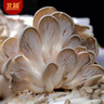 北蔬蘑菇种植包灰平菇家种可食用菌包 小号灰平菇菌包5个源头直发包邮 实拍图