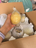 梨乡水城河北水晶精品鸭梨魏县鸭梨青皮白皮混发 精品大果带箱  5斤 实拍图